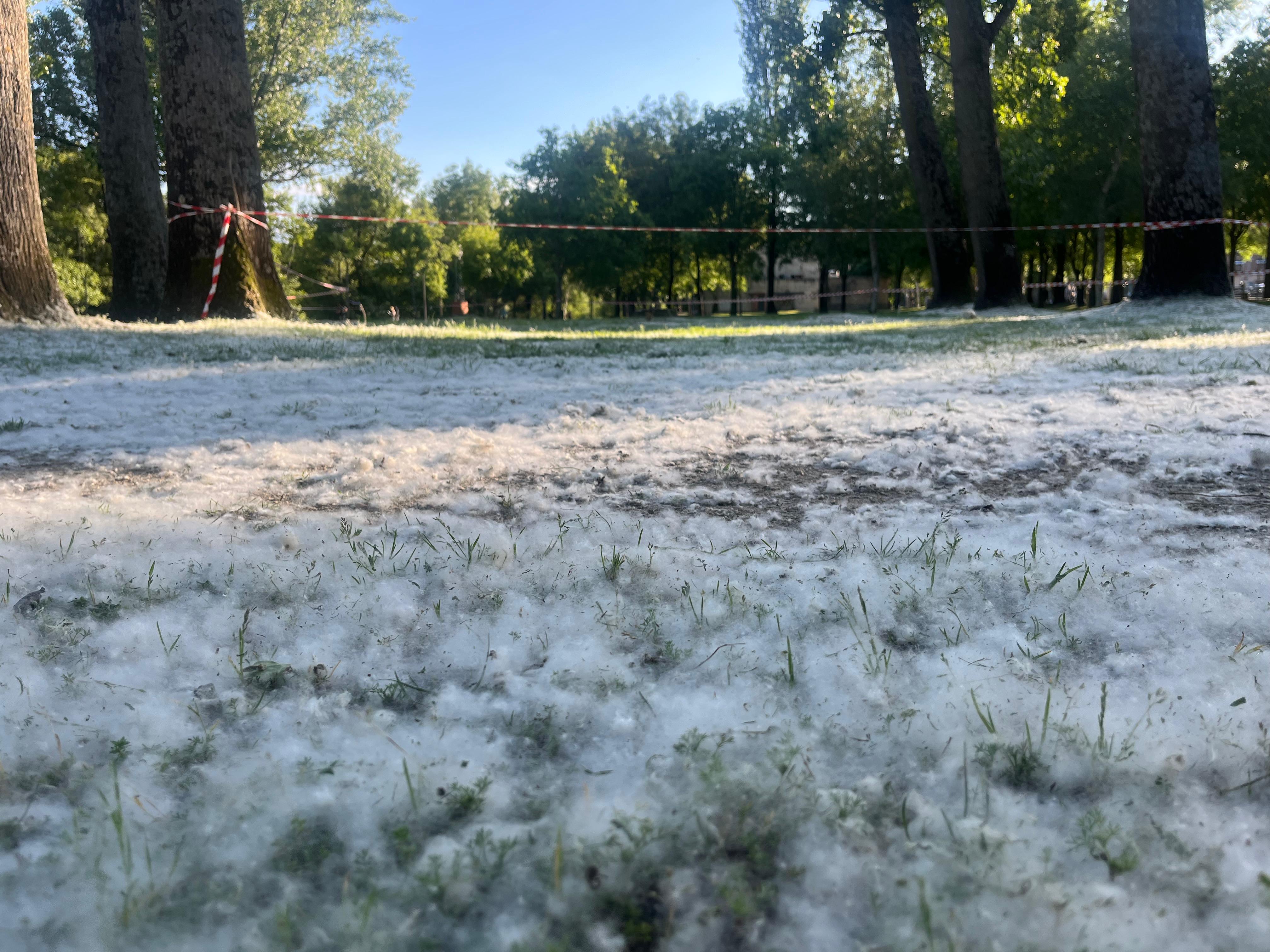 Polinización del chopo en el Parque de La Isla en Plasencia