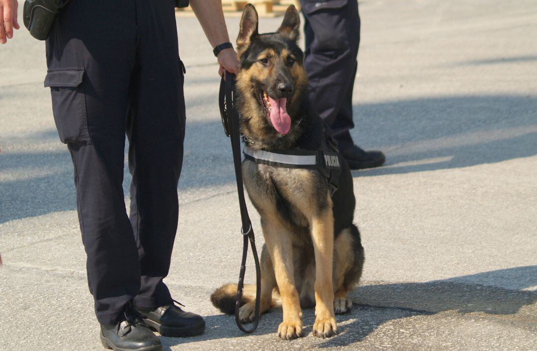 Así entrenan los perros policía.