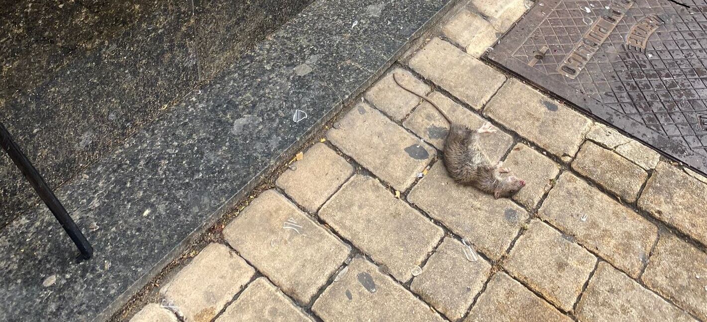 Una de las ratas encontradas en la calle que aparece en la red social del portavoz del PP de Getafe tras la denuncia de plaga de estos roedores en la zona centro.