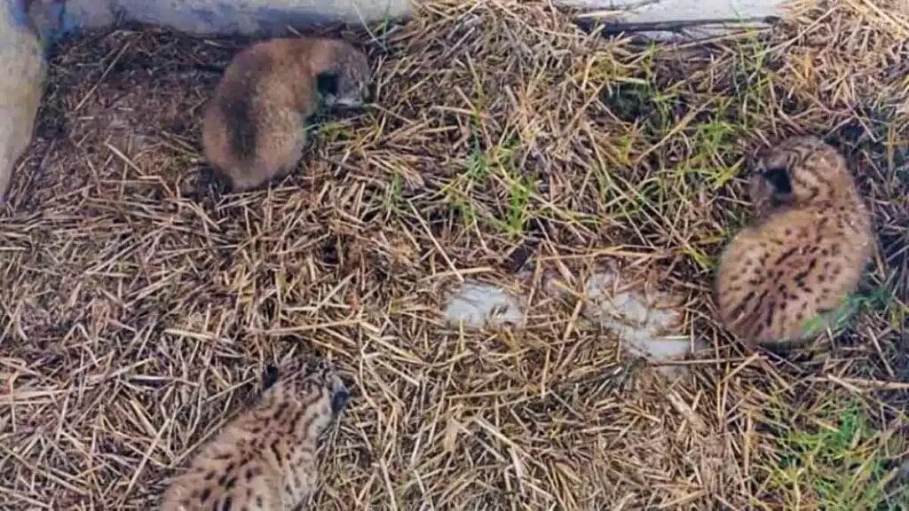 Los tres cachorros de lince ibérico localizados en un pajar de la provincia de Toledo