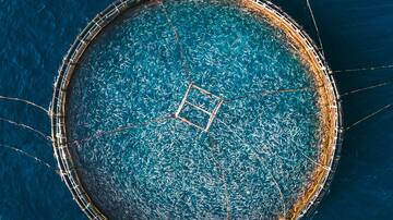 Canarias pierde la inversión de 400 millones de euros para un megaproyecto de acuicultura por las trabas burocráticas