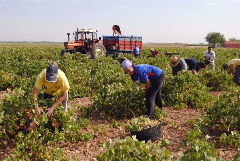 Vendimiadores trabajando.