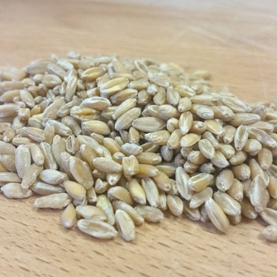 Grano de Tritordeum