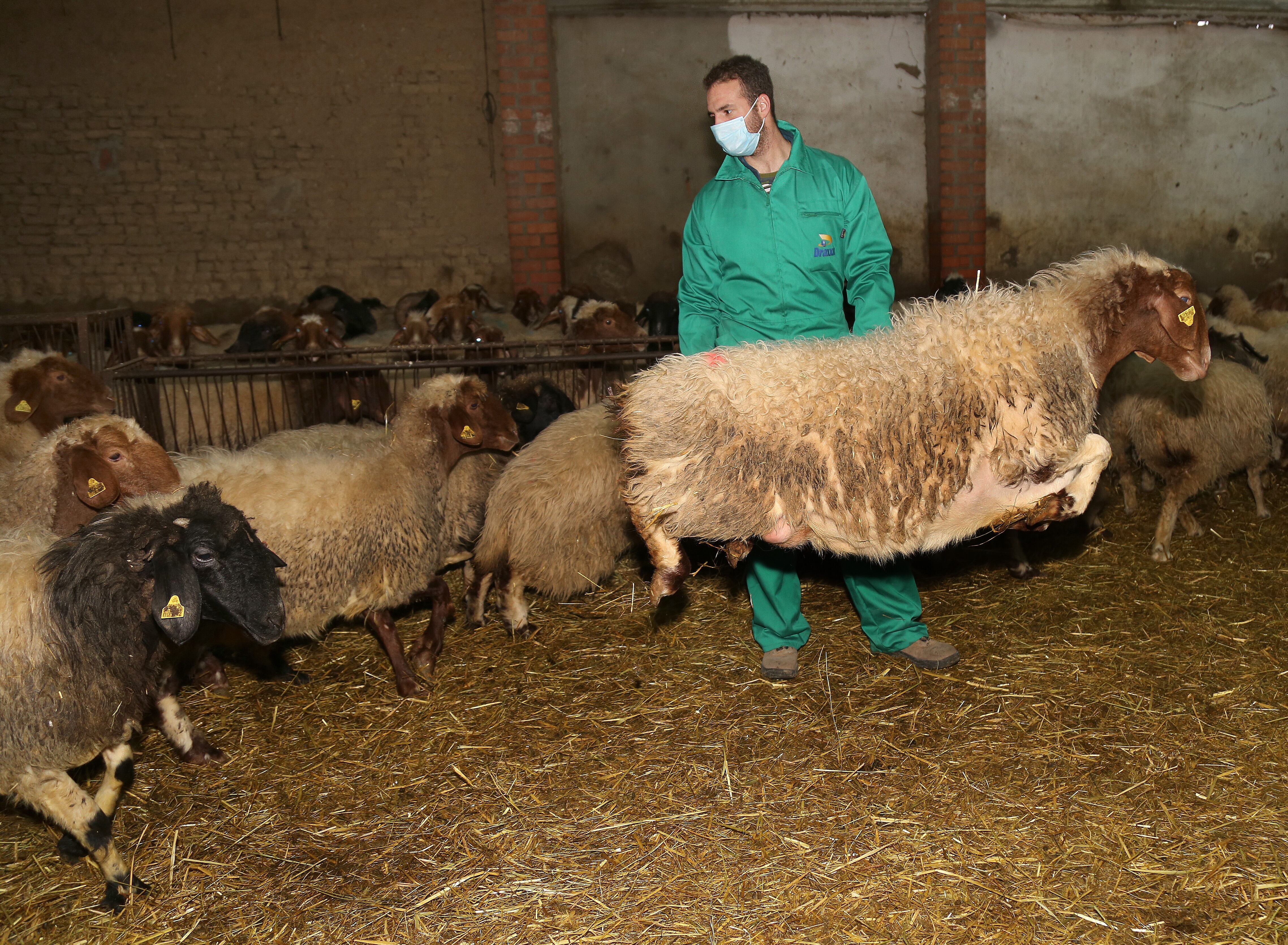 Un ganadero atiende a sus ovejas