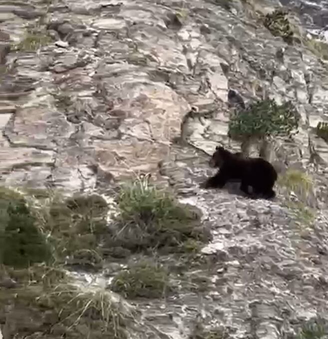 Los cazadores grabaron al oso de cerca con su teléfono móvil el pasado mes de octubre