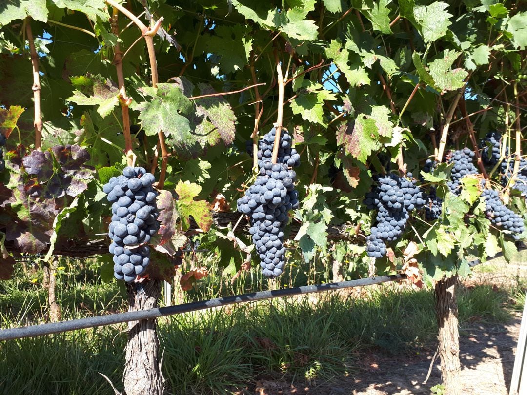 Estado del fruto en viñas en Aranda de Duero en el momento actual