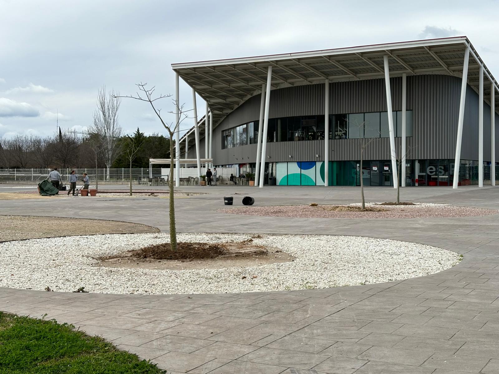 Plantación en Les Pereres, en Xàtiva