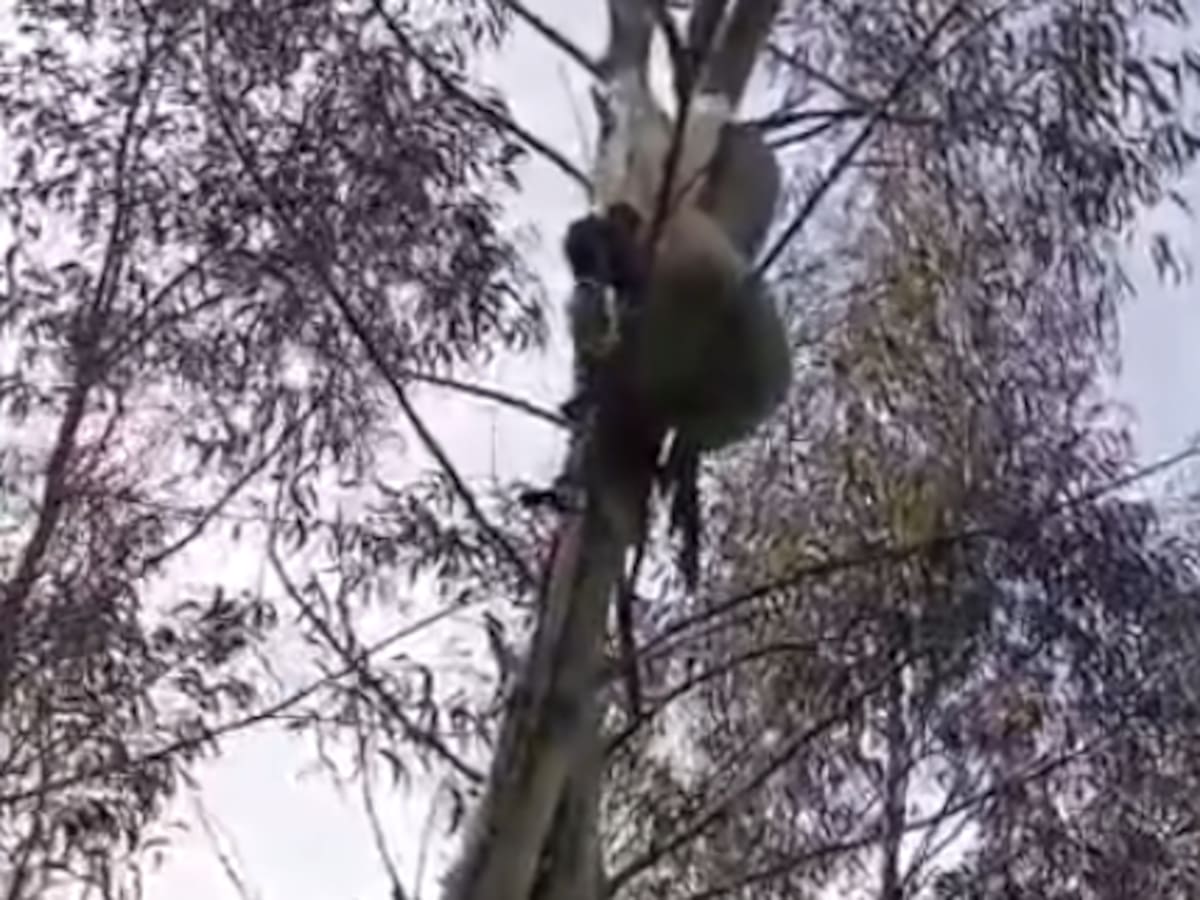 Rescatan en Castañeda a ocho cachorros abandonados en una bolsa colgada de un árbol