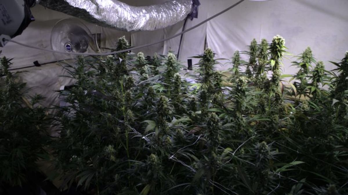 La Guardia Civil se incauta de 351 plantas de marihuana en Camarma de Esteruelas