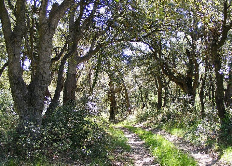 Sendero del Bierzo Alto