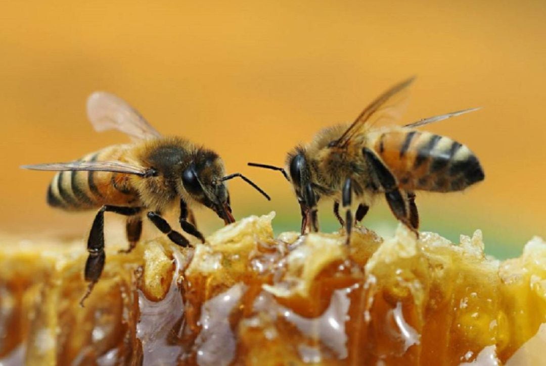 Apicultores asturianos se manifiestan en Madrid por la supervivencia de las abejas