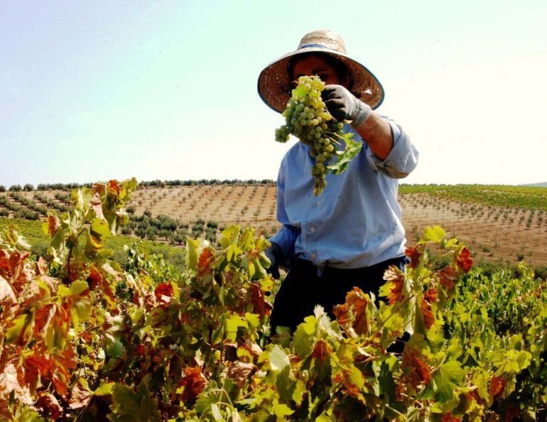 Imagen de la vendimia en Montilla Moriles