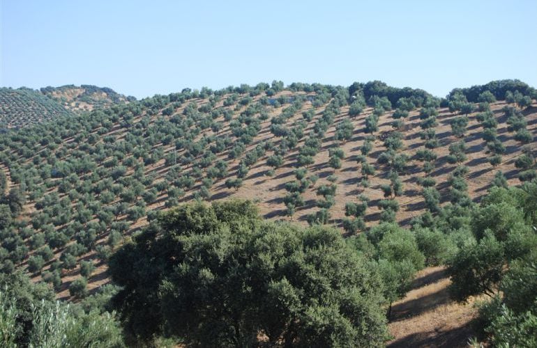 paisaje de olivar jiennense