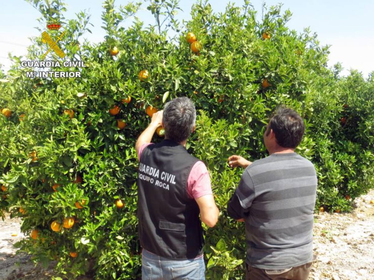 Detenidas cinco personas por la presunta sustracción de siete toneladas de cítricos