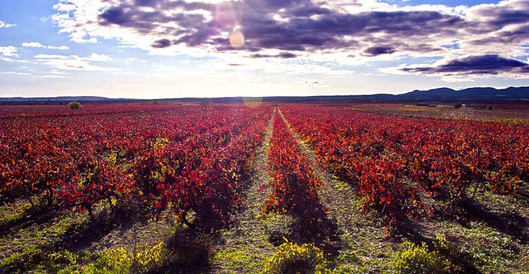 viñedos de requena