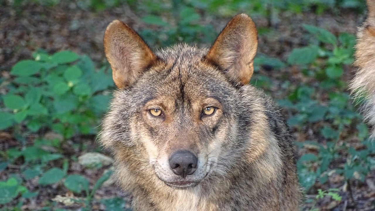 Actualmente, se conocen, al menos, 5 manadas reproductoras ubicadas en la Sierra del Rincón, el Valle del Lozoya, y alrededores de Santa María de la Alameda, entre otros lugares