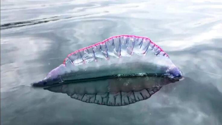 La Columna de Carlos Arcaya | Negar la evidencia, matar al mensajero | 18/05/2018