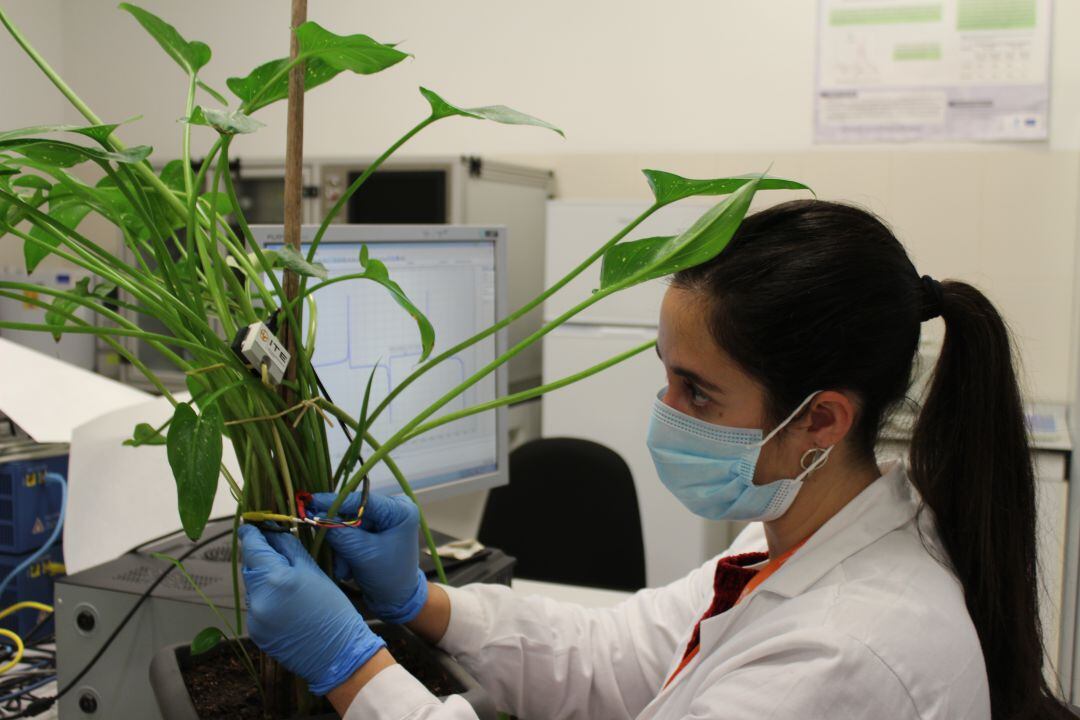 ITE lidera el nacimiento de una nueva fuente de energía a partir de la savia de las plantas