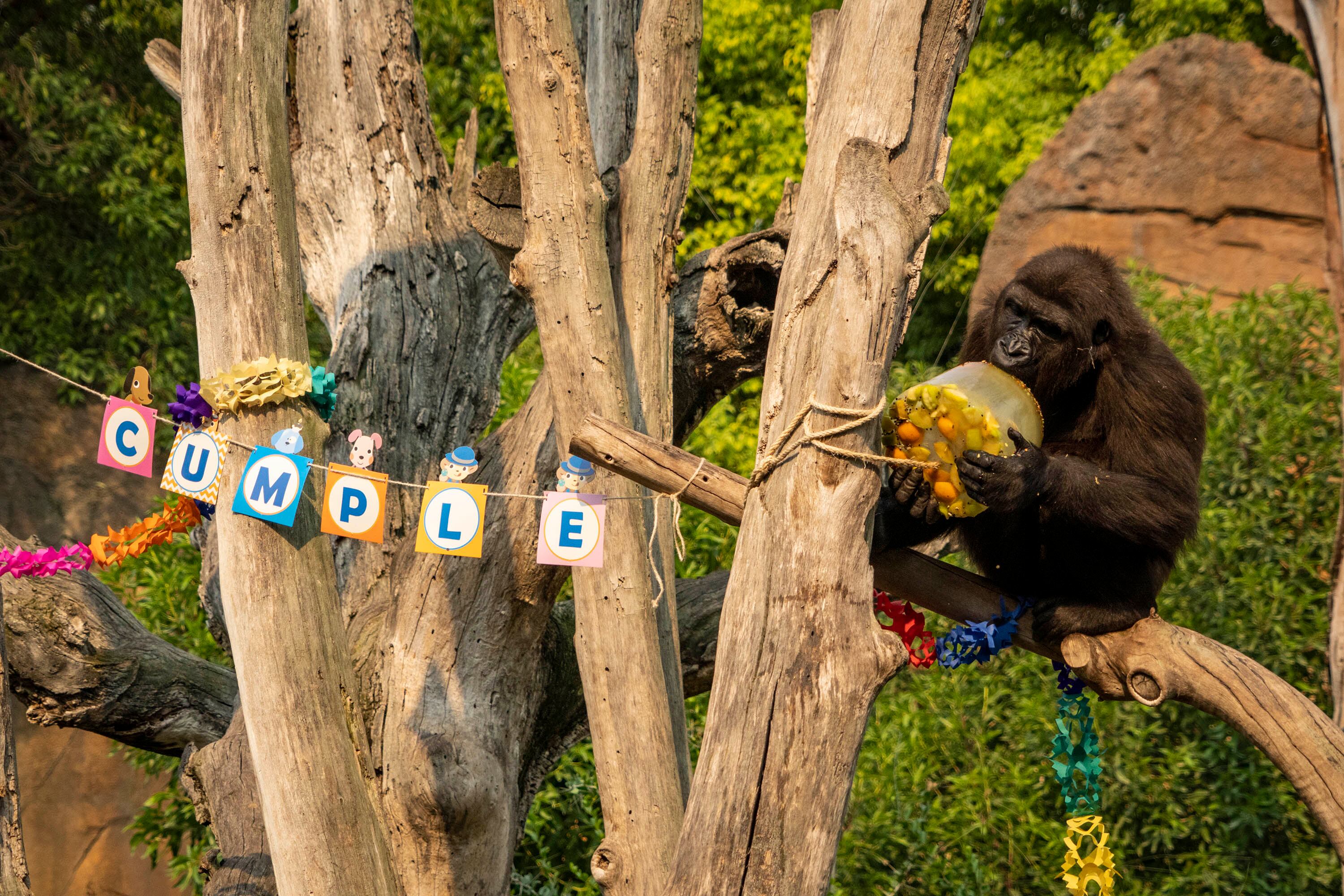 La gorila Virunga cumple 6 años