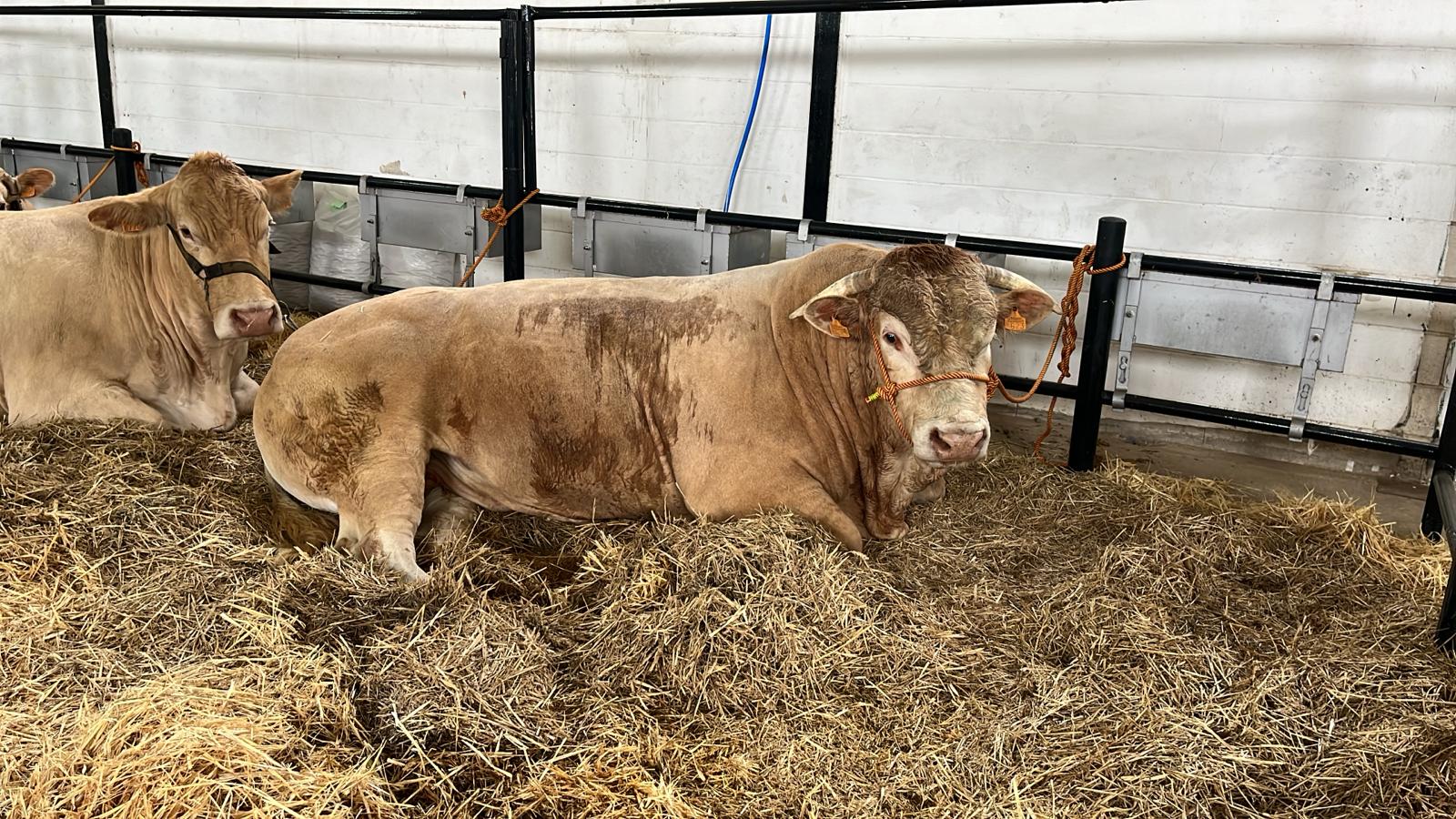 Ejemplares en la Feria de Ganado de Albalá