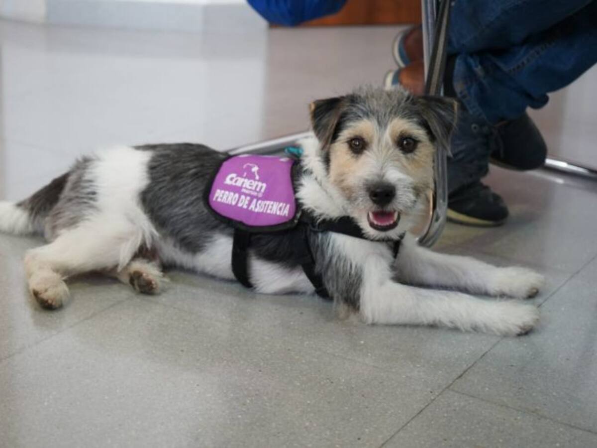 El PP pide acciones para dar a conocer los perros de asistencia médica