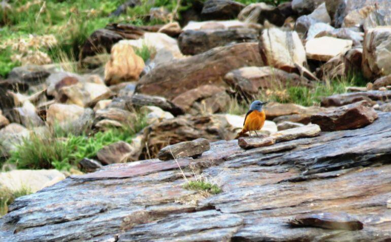 Aves en Sierra Nevada.