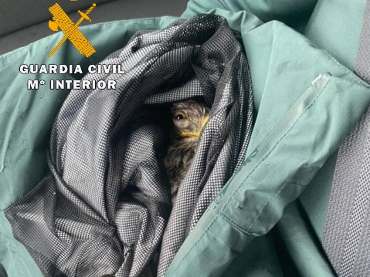 La Guardia Civil recupera un águila herida en la autovía A-22