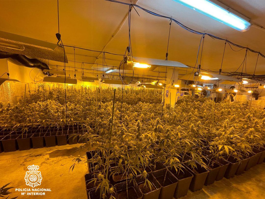 Plantas de marihuna aprehendidas en Zamora