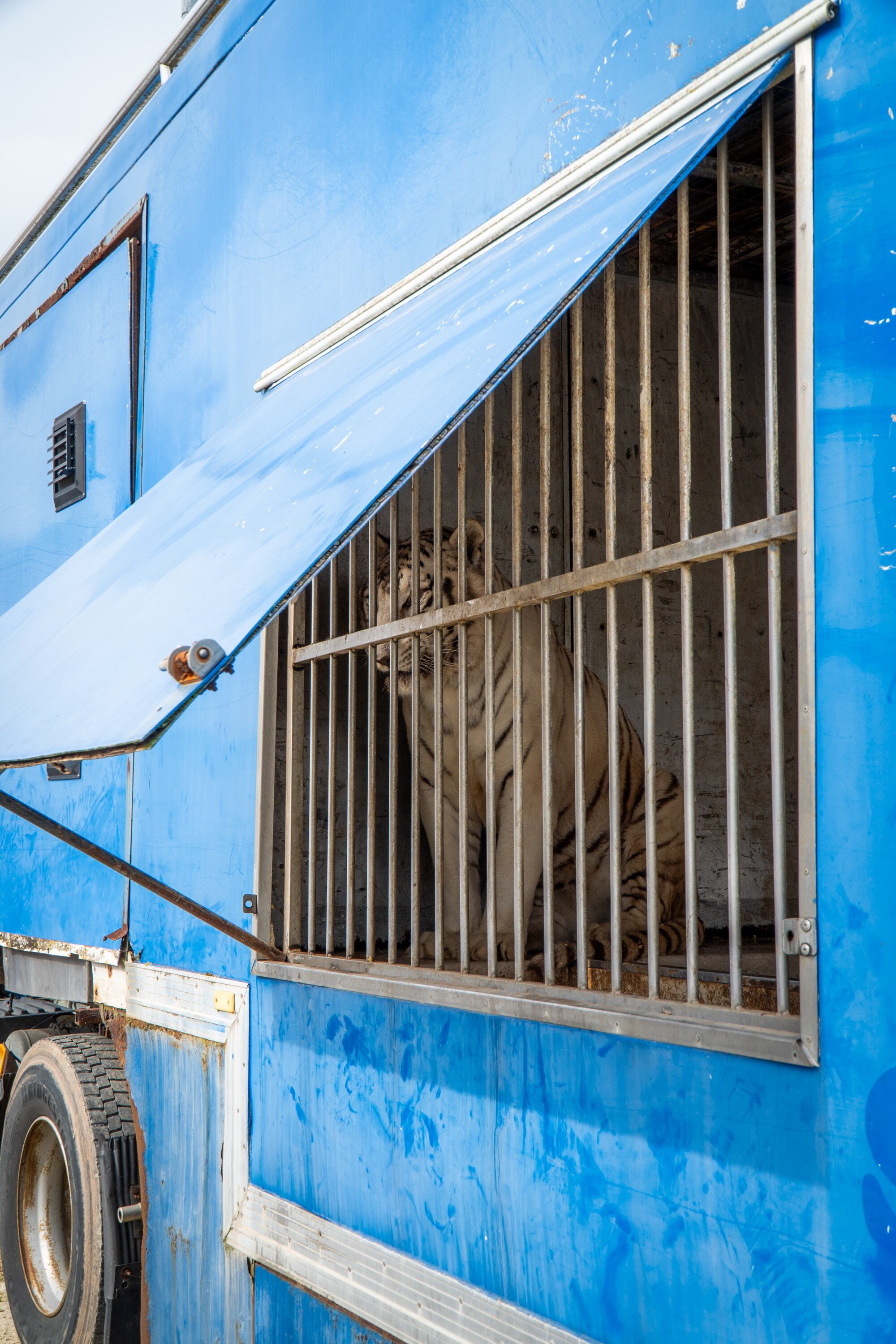 rescate tigre Blanco Sona
