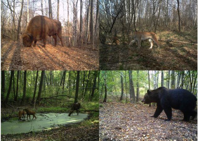 Bisonte europeo (Bison bonasus), lince boreal (Lynx lynx), alces (Alces alces) y oso pardo (Ursus arctos) fotografiados por las cámaras del proyecto TREE dentro de la zona de exclusión de Chernóbil (Ucrania).