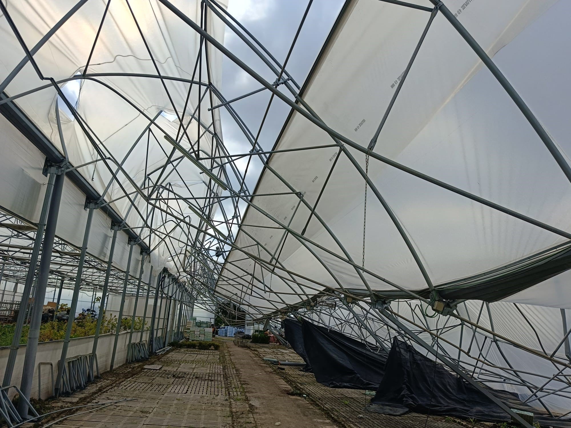 Plantero de Miguel Badía en San Esteban de Litera tras la tormenta