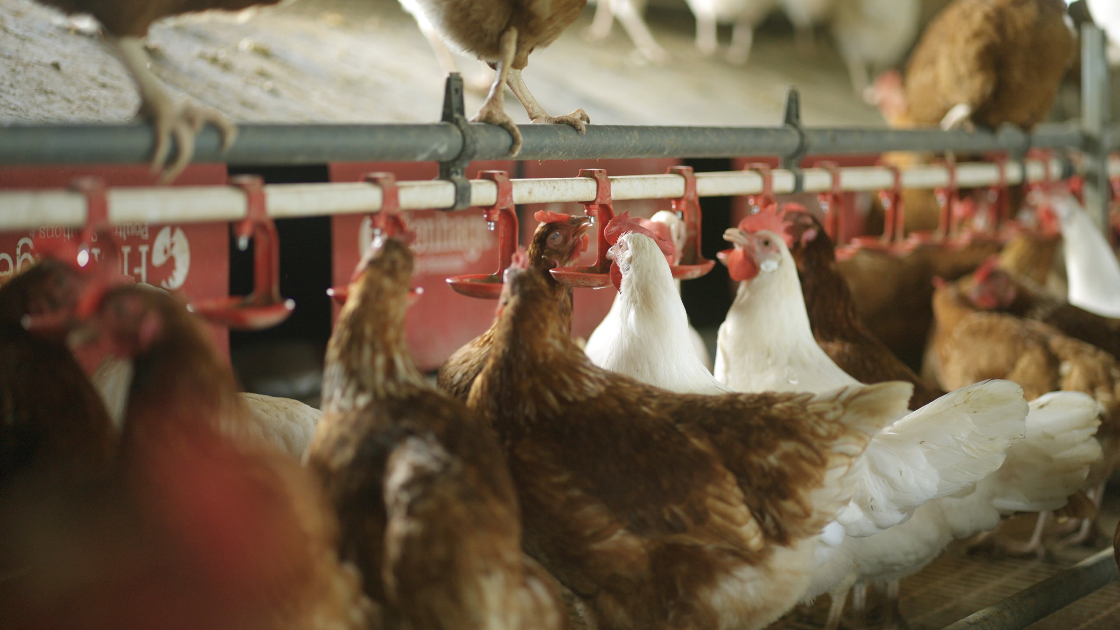 Gallines en una granja d&#039;ous ecològics