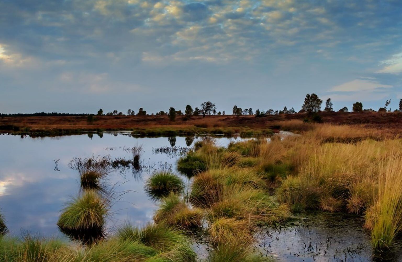 Són un tresor per a la biodiversitat de l'Illa, però estan amenaçades per problemes com la salinització.
