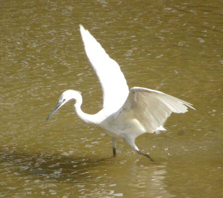 Una garza en el Manzanares.