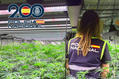 Una de las plantaciones de marihuana localizadas en Alicante