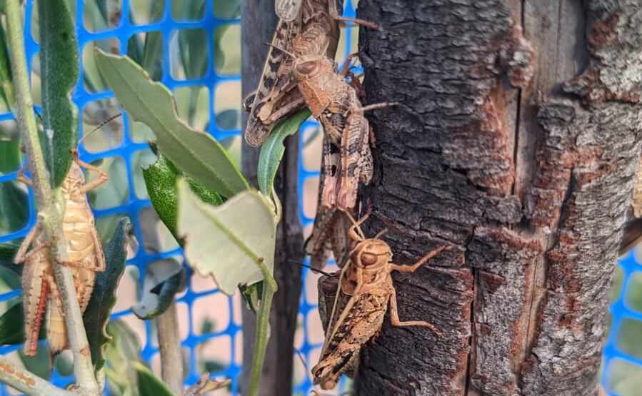 Plaga de saltamontes en Requena