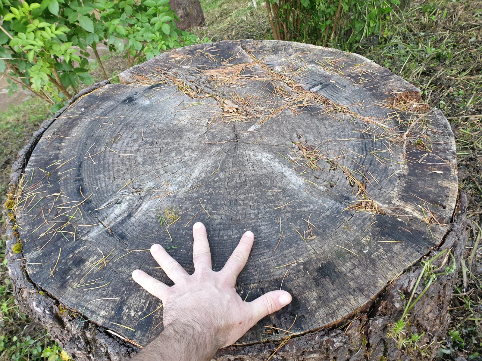 Fotodenuncia de la tala de un árbol en Vigo