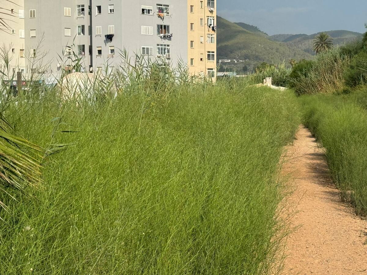 El PSOE de Vila denuncia el estado de abandono del camí de can Murtera