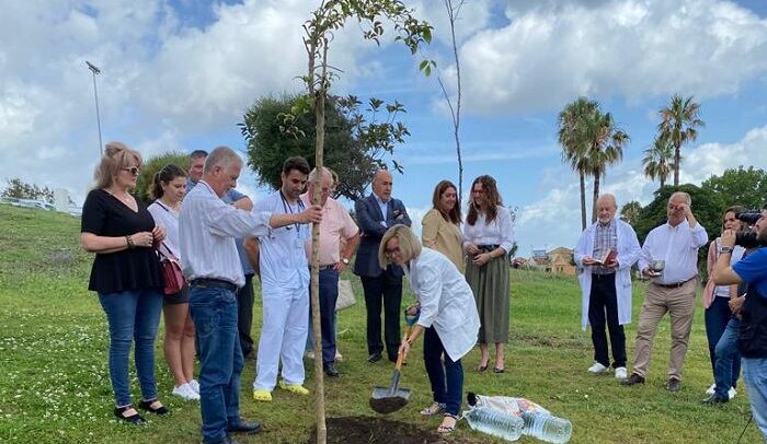 Plantación del árbol hoy en Algeciras