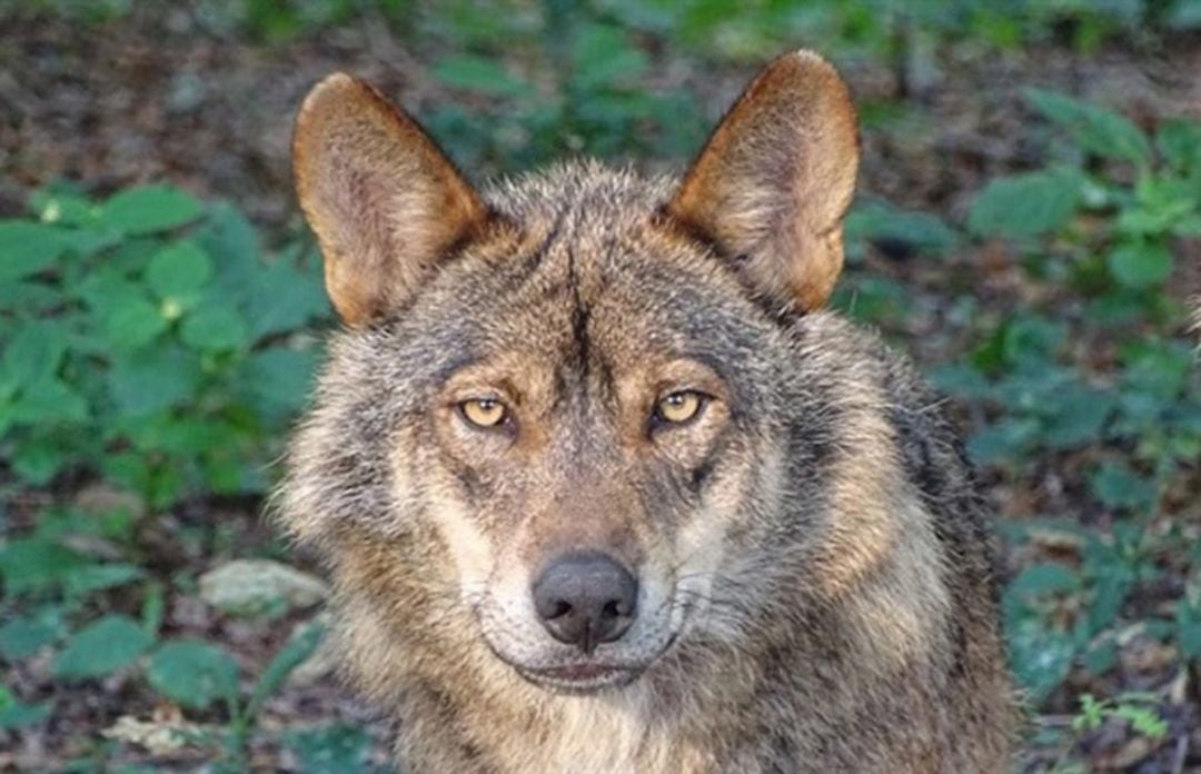 Un ejemplar de lobo ibérico visto en Cantabria.