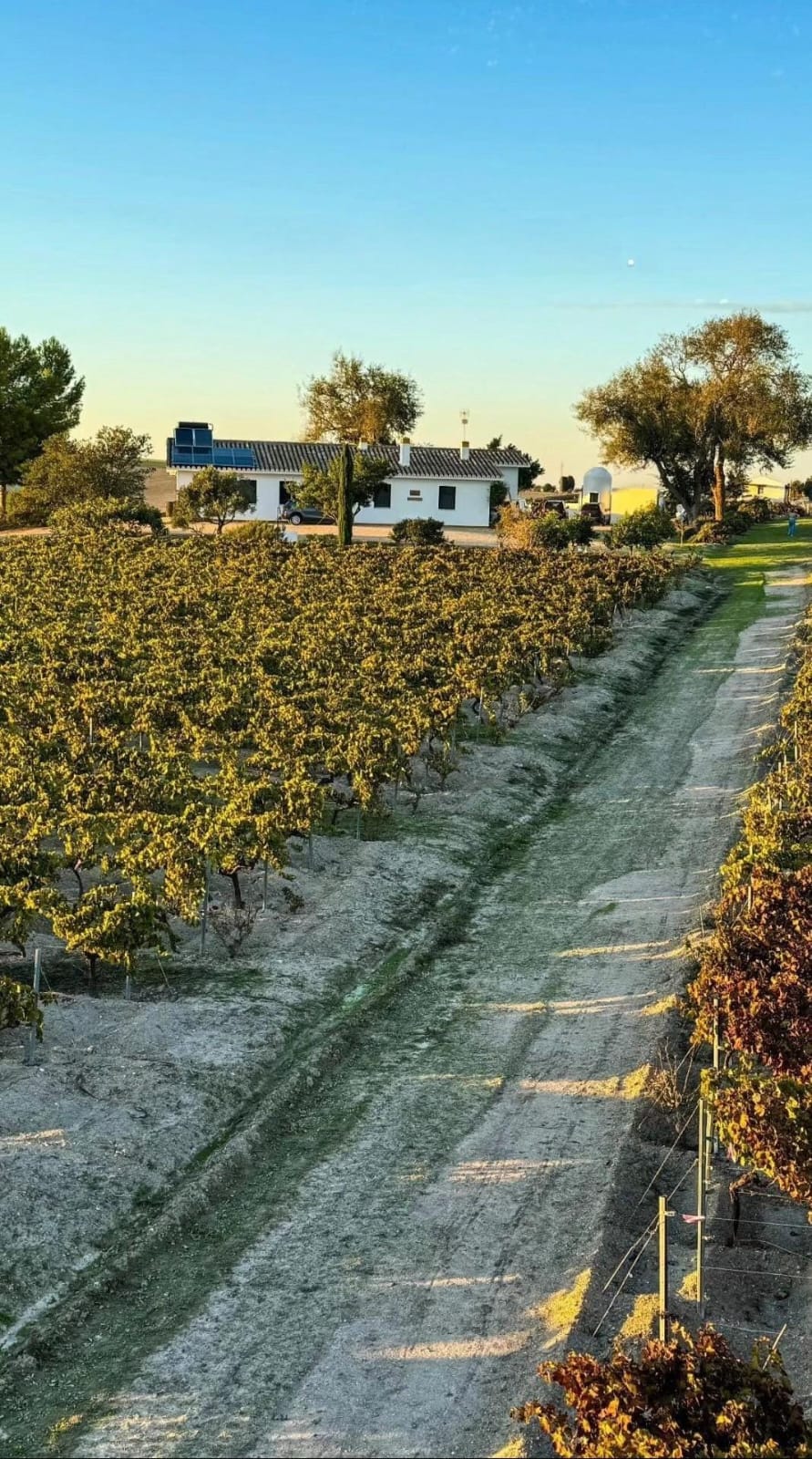 Viñedo en invierno