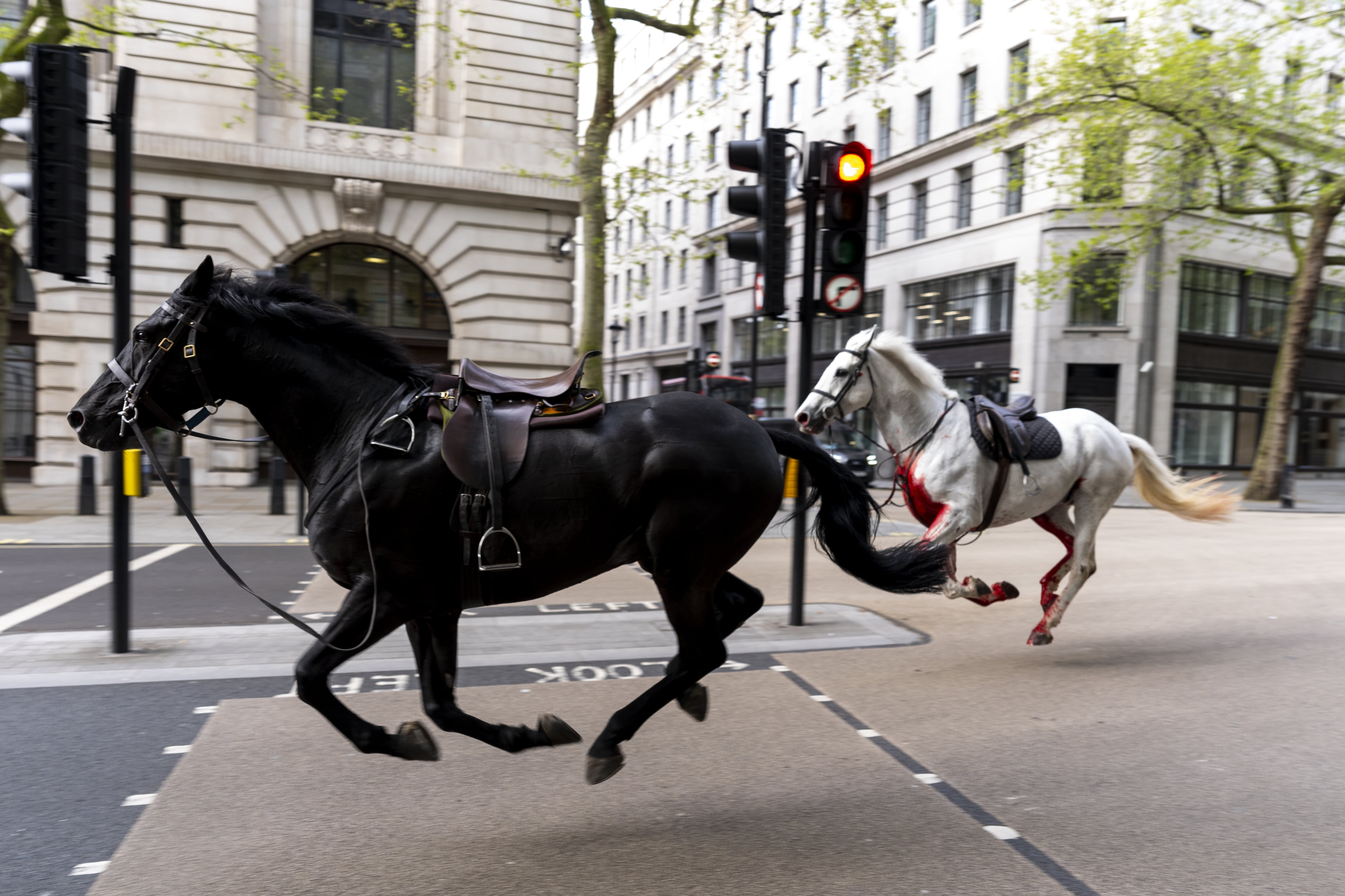 Dos caballos sueltos por el centro de Londres.