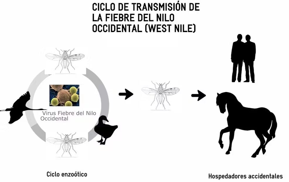 Ciclo de transmisión de la fiebre del Nilo Occidental