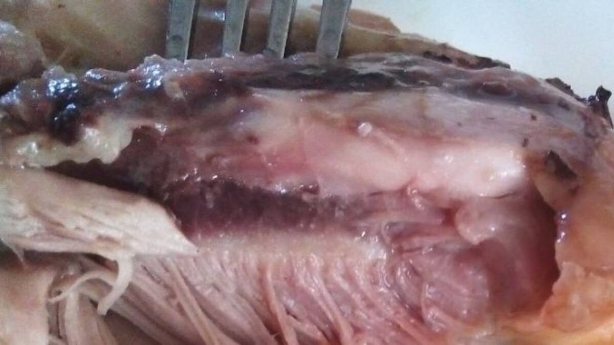 IU desvela menús en mal estado en colegios de Valladolid