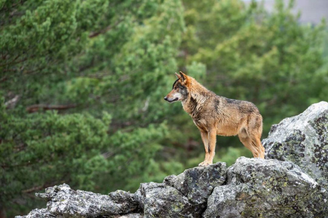 Atribuyen la desaparición de terneros en la provincia de Palencia a una manada de lobos