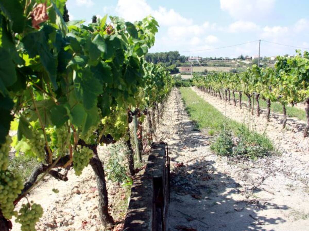 Comença a notar-se el canvi de temps