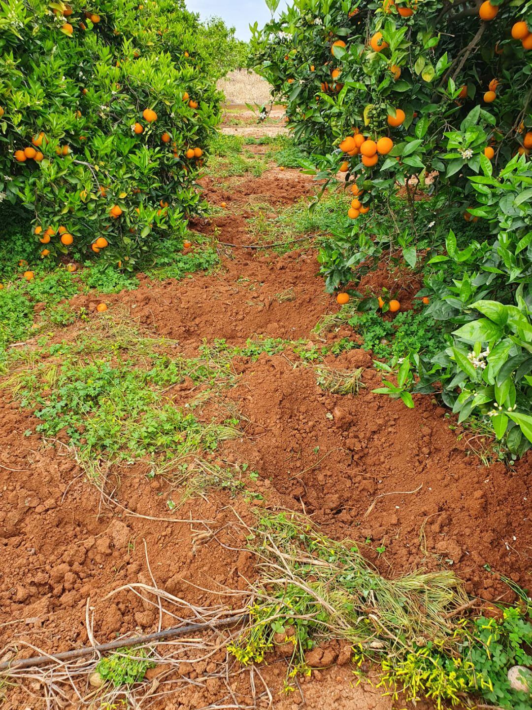 Destrozos de los jabalíes en un campo de naranjos 