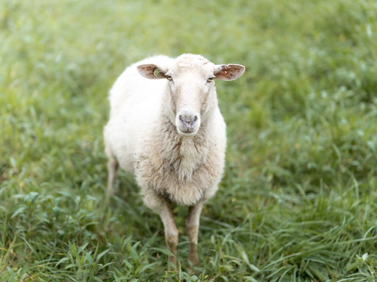 Entrevista a Juanjo Sánchez, pastor en Calahorra
