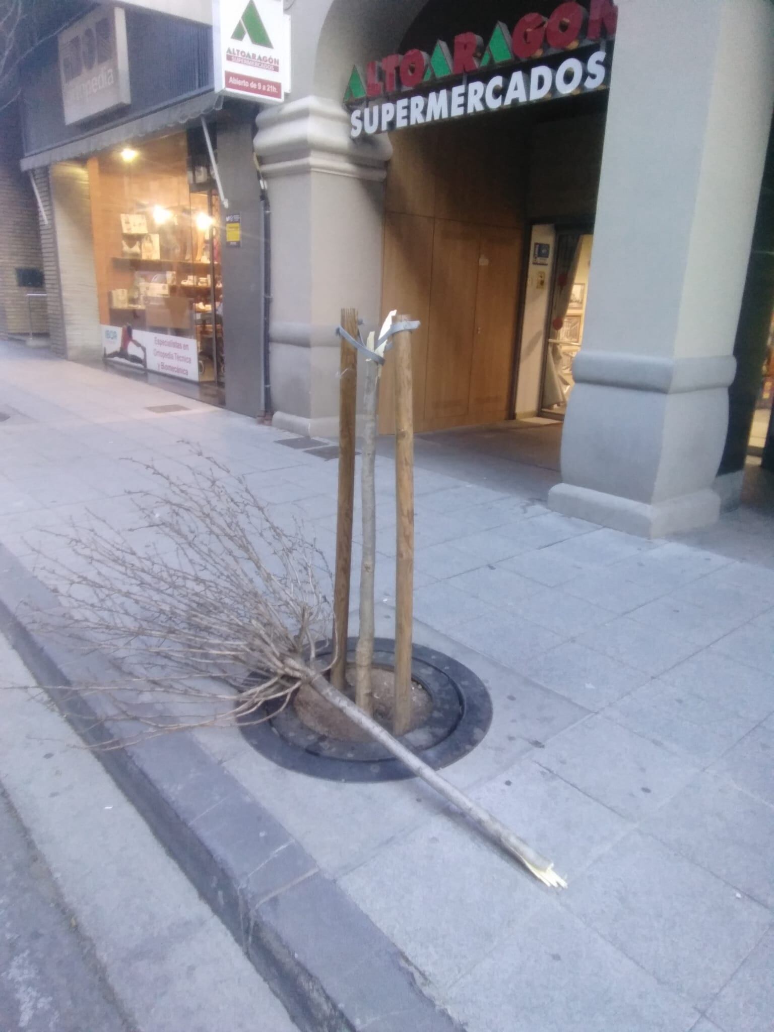 Estado en el que quedó un árbol en la calle Zaragoza