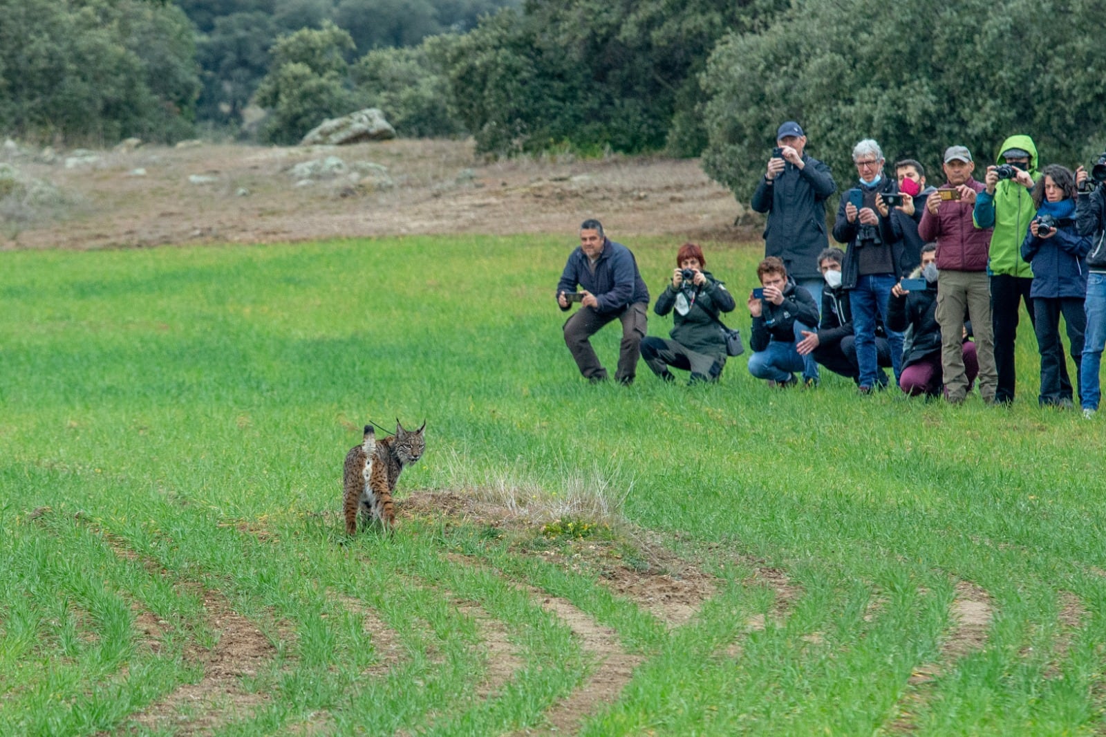 Suelta de un ejemplar de lince ibérico en Castilla-La Mancha